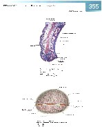 Sobotta Atlas of Human Anatomy  Head,Neck,Upper Limb Volume1 2006, page 362
